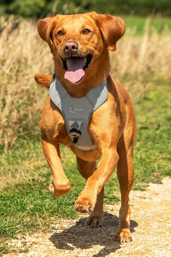 Mountain Paws Dog Harness - Extra Large  Reflective