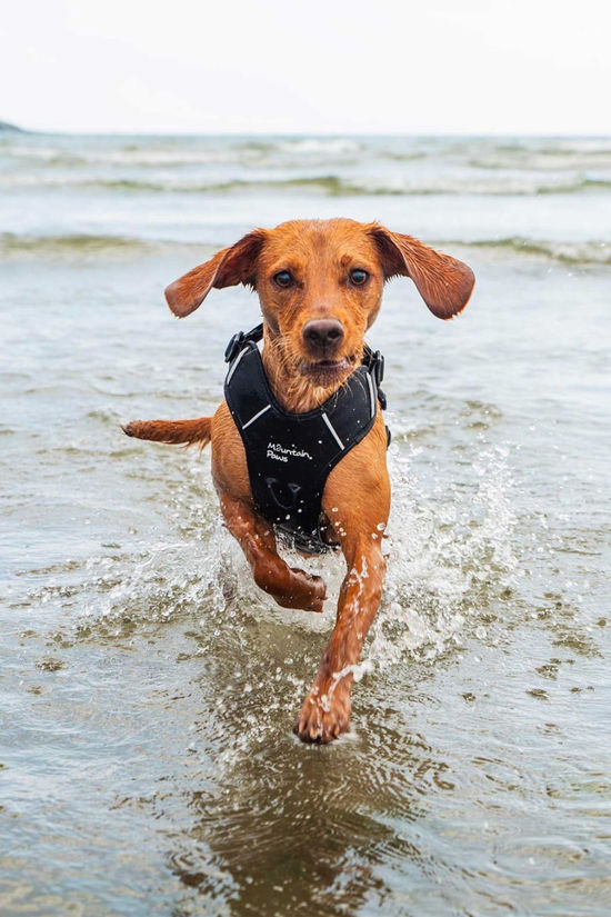 Mountain Paws Dog Harness - Extra Large  Black