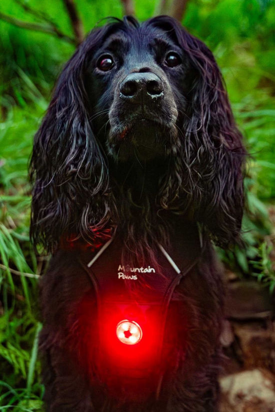 Mountain Paws Dog Safety Light - 2-Pack Black