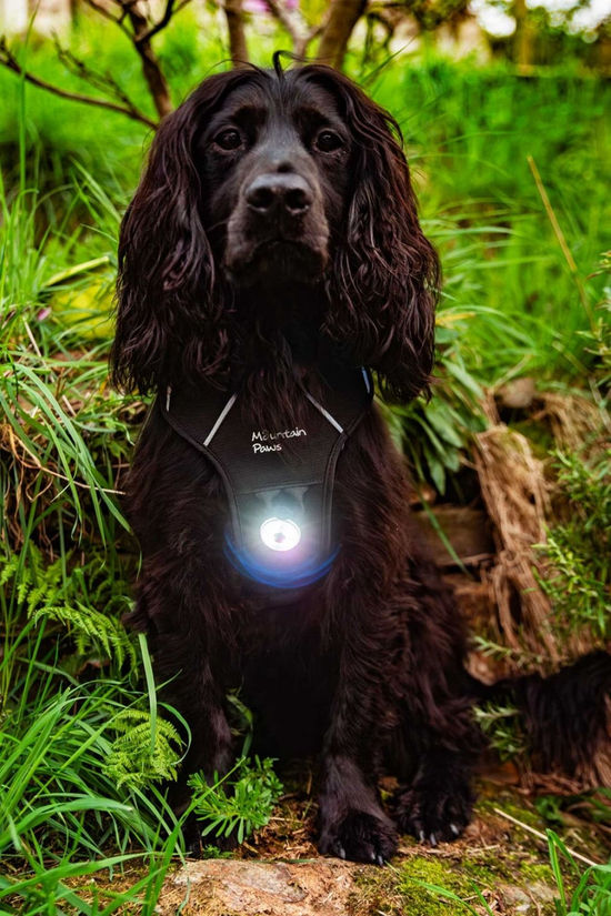 Mountain Paws Dog Safety Light - 2-Pack Black