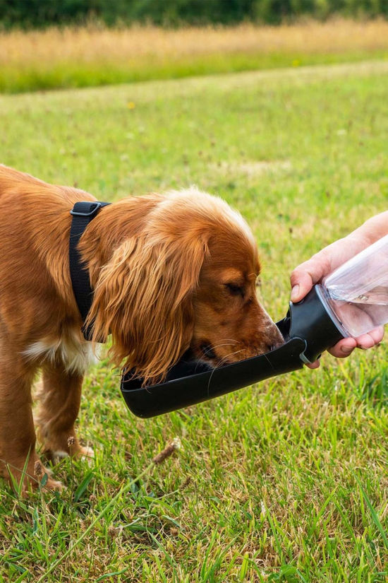 Mountain Paws Folding Dog Water Bottle  Black