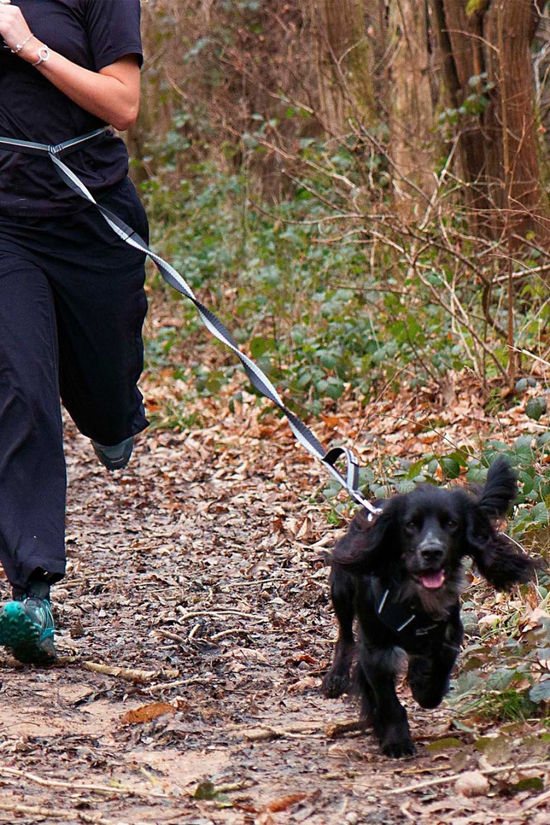 Mountain Paws Shock Absorber Dog Lead Black