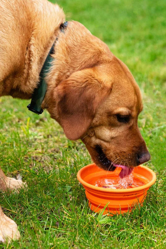 Mountain Paws Silicone Collapsible Dog Bowl  Orange