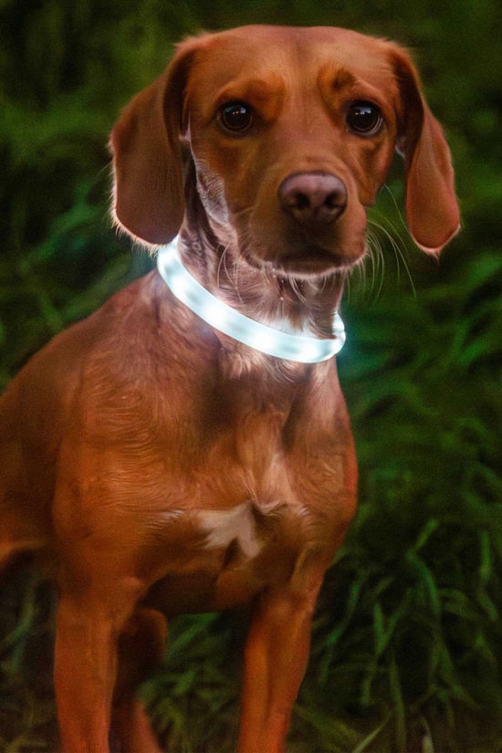 Mountain Paws Rechargeable Dog Collar Light  No Colour