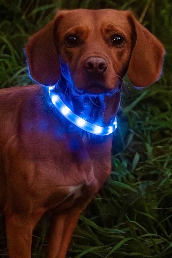 Mountain Paws Rechargeable Dog Collar Light  No Colour