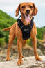 Mountain Paws Dog Harness - Extra Large  Black
