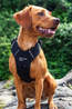 Mountain Paws Dog Harness - Extra Large  Black